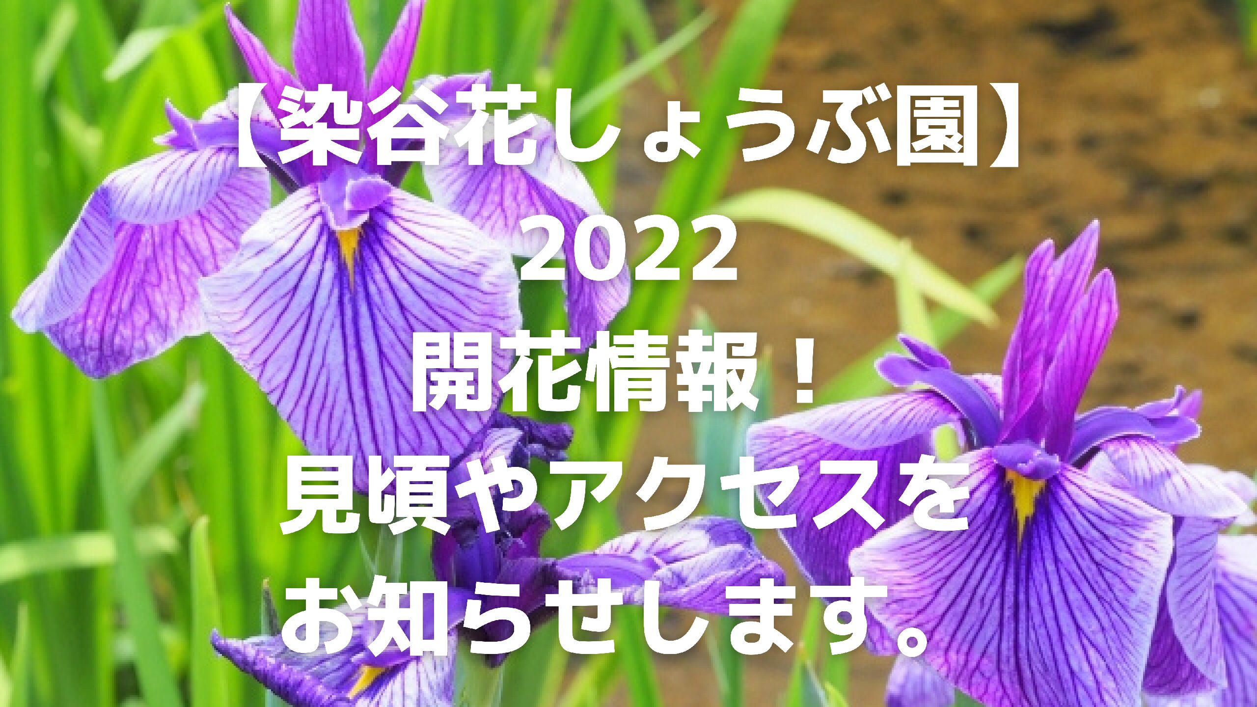 染谷花しょうぶ園 22開花情報 見頃やアクセスをお知らせします エコのmamaブログ