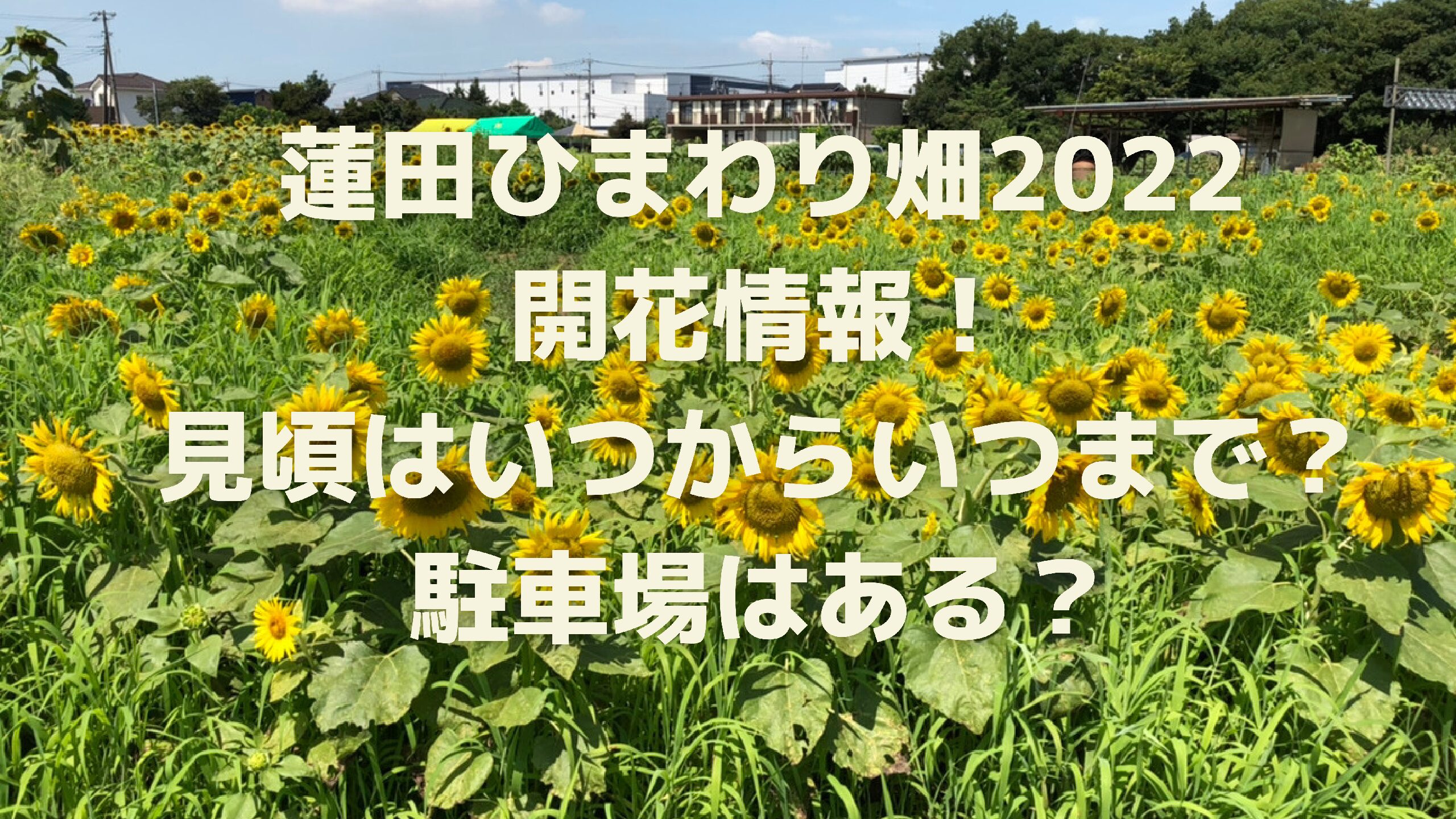 蓮田ひまわり畑22開花情報 見頃はいつからいつまで 駐車場はある エコのmamaブログ